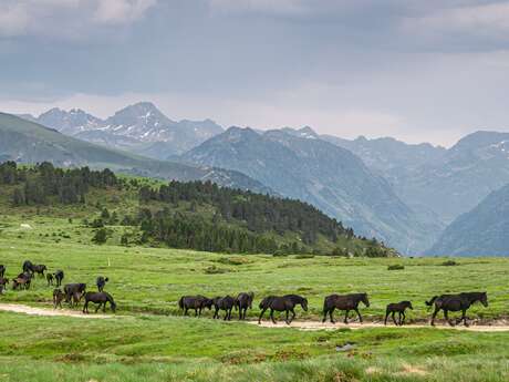 Chemin de la Transhumance Plateau de  Beille - Val d'Incles