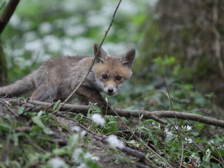 Sur la piste des mammifères sauvages