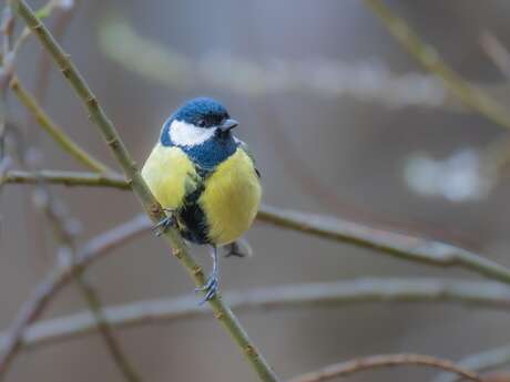 Atelier LPO — Autour des oiseaux