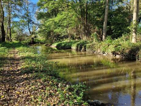 les Rando patrimoine : Flânerie botanique en Limagne