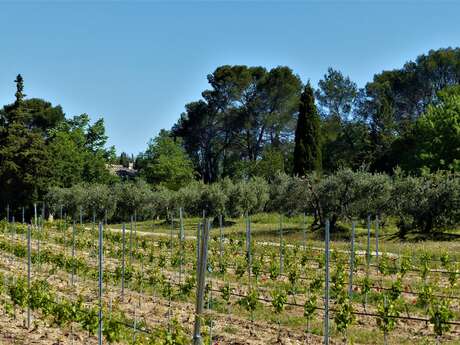 SAINT-RÉMY-DE-PROVENCE - La grosse Galine