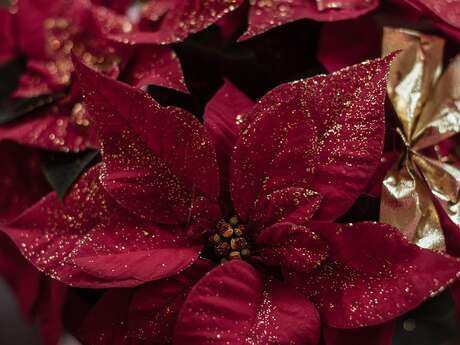 Christmas decoration workshop in Figuière