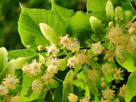 Plantes aromatiques et médicinales - Jean-François Chaix