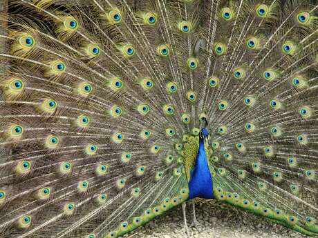 Mission découverte : Visite et pop corn