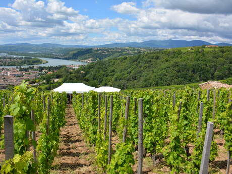 Escapade Vigneronne au Domaine Niero
