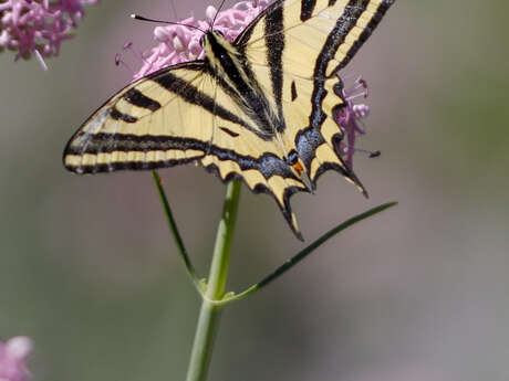 Animation au jardin des papillons