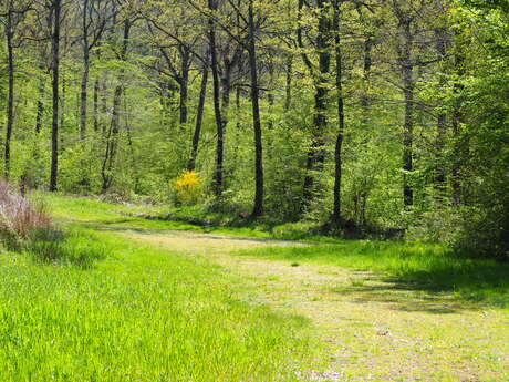 Dans les bois, par les sentiers ...