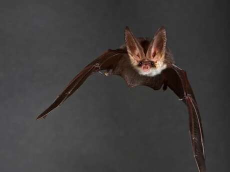 Visite thématique : Une nuit avec les chauves-souris