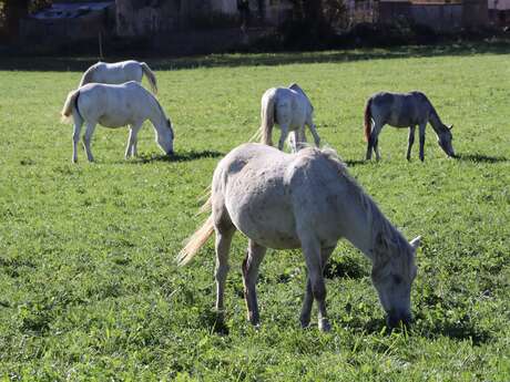 Concours Monte-Camargue et attelages