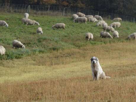 Rencontre sur l'alpage