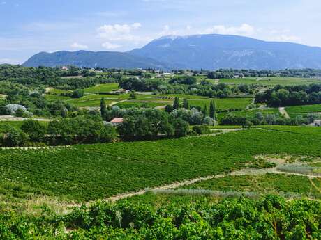 Cave la Comtadine (Groupes & Séminaires)