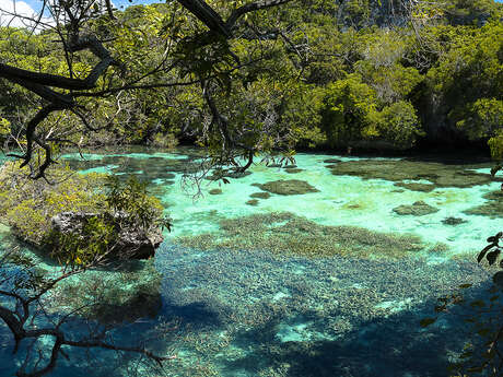 Natural Aquarium