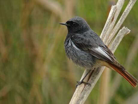 Sortie au jardin de la marine