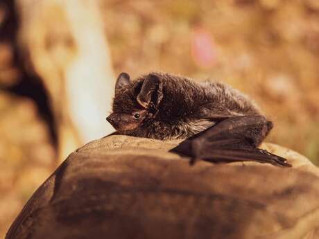 Rendez-vous nature : Le monde merveilleux des chauves-souris