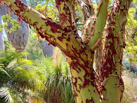 Jardin Botanique de Nice
