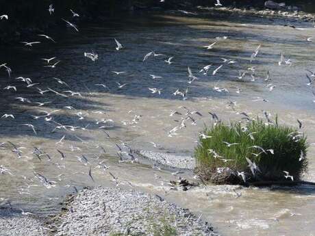 Exposition - "Natur'ailes"