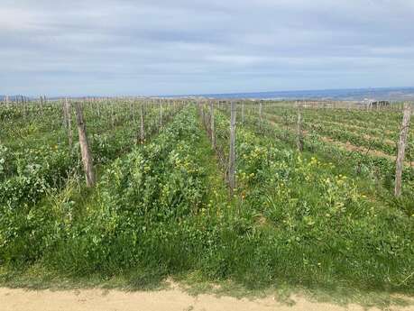 Rando Wine au domaine des Bardes