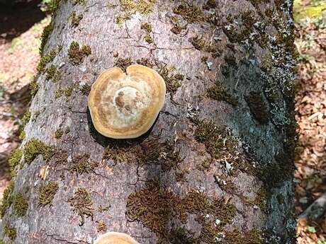 Découverte du monde mystérieux des champignons et des lichens I Rendez-vous Nature en Savoie