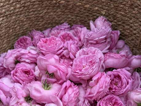 Grasse : Les Secrets de la Rose Centifolia : Cueillette & Olfaction