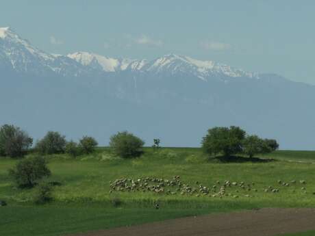 Étape de création Ludovic Hadjeras - Transhumance