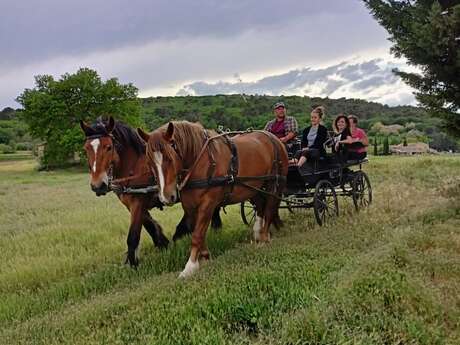 Balades en calèche avec Les Traits du Lub'