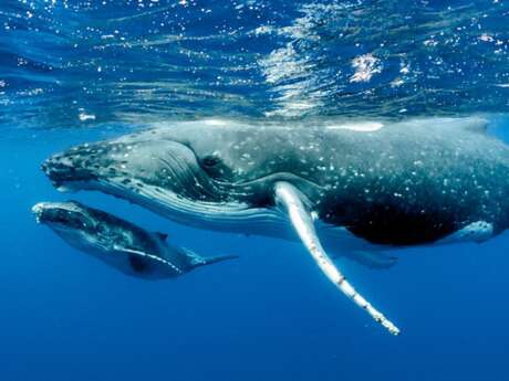 Tahiti Iti Diving - Whale watching tours