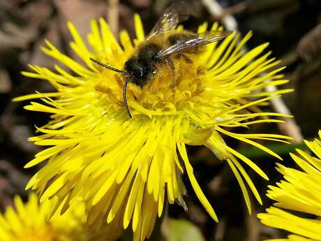Atelier - Le monde merveilleux des abeilles
