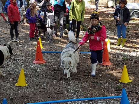 A la rencontre des Chiens Nordiques : Cani-balade et/ou agility avec les chiens de traîneaux