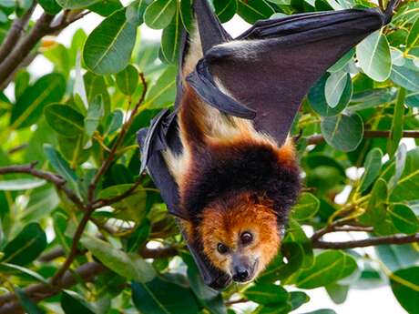 La Nuit de la Roussette