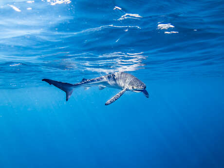 Point rencontre : Les requins en Méditerranée (Porquerolles)