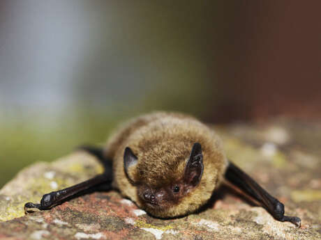 Quand la nuit s’anime : à la découverte des chauves-souris
