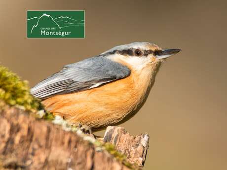 Les oiseaux en hiver