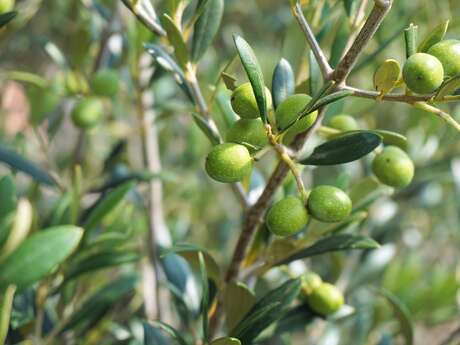 Stage "Taille des oliviers adultes"