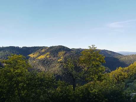The Flowering of Mimosa in Tanneron, Pays de Fayence