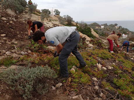 Chantier nature : Pampelonne sans Griffes
