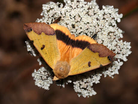 Insectes et chauves-souris au parc de l’Olivier