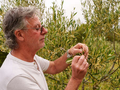 #RDVduParc • Initiation à la taille de l'olivier