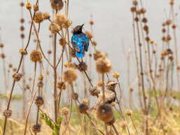 Pêle Mêle - Exposition