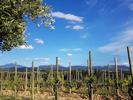 Cellar tour - Domaine Rabasse Charavin