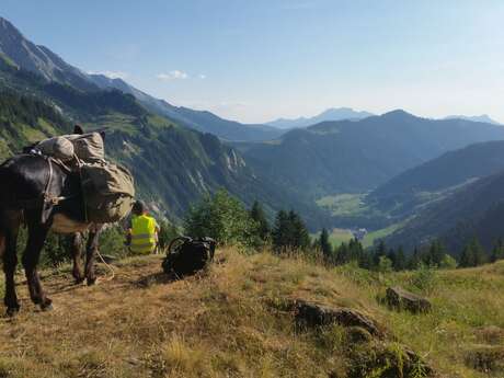Accompanied walk with a donkey, pony or llama, with Les Galopins