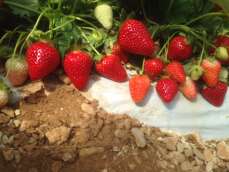 Charline ramène sa fraise