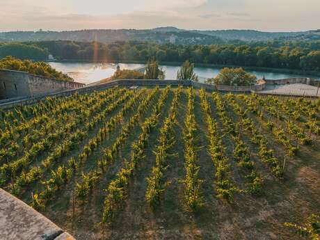Une raclette dans la vigne... au coeur d'Avignon