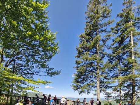 Forest Ride - Le Poizat-Lalleyriat