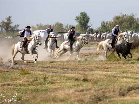 Race of satin