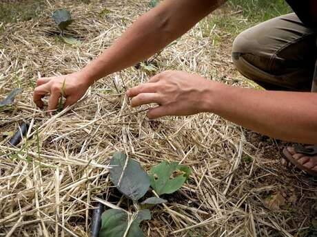 Les jardins des semences