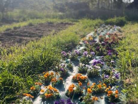 Entdecken Sie einen Garten mit essbaren Blumen in La Flotte