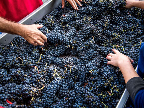 La journée des vendanges à La Commanderie de Peyrassol