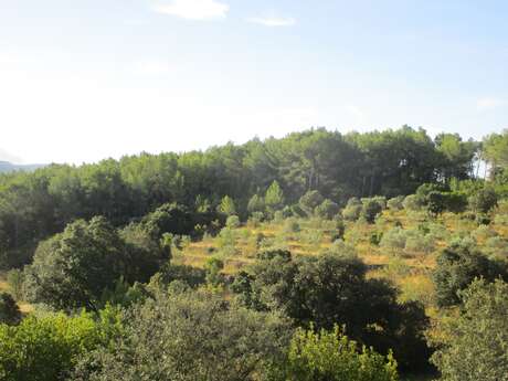 Balade - Les 4 Frères entre culture et cueillette