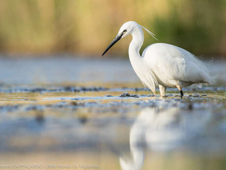 A vélo, de la Crau aux Marais du Vigueirat
