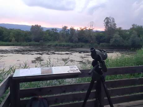 Nature activity: Meet the beaver